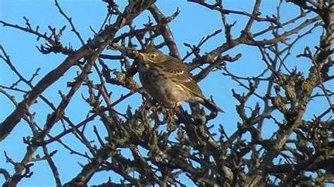 Early morning Birds in the countryside - YouTube