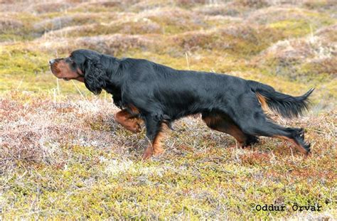 Pin by Nelleke Visbeen on Chiens d'arret | Hunting dogs, Pet dogs, Gordon setter