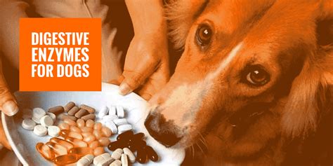 Digestive Enzymes For Dogs — Definition, Reviews, Buying Guide & FAQ