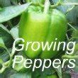 Growing Green Beans - Learn How to Grow Green Beans