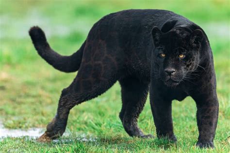 Jaguar Vs Panther