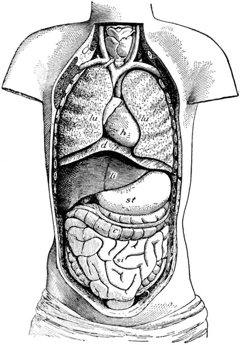 Ventral Body Cavity Diagram