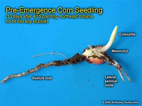 Visual Indicators of Germination in Corn - Corny News Network (Purdue ...