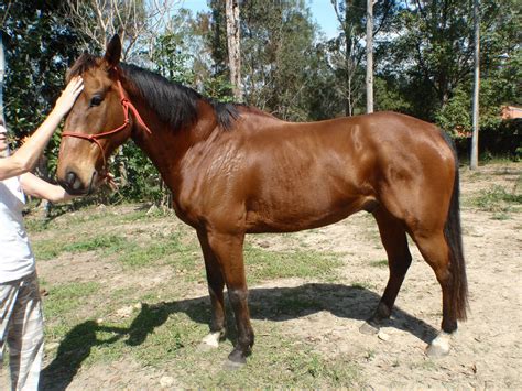 Save a Horse Australia Horse Rescue and Sanctuary: Three New Horses For Adoption