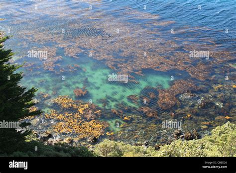 Stewart island, New Zealand Stock Photo - Alamy