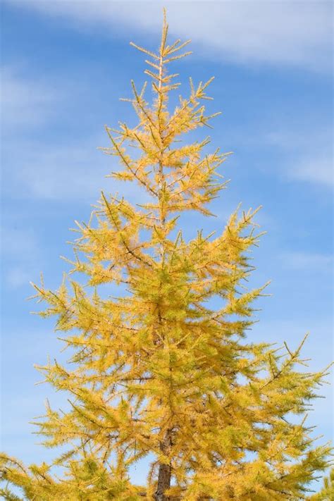 Yellow Pine Royalty Free Stock Photography - Image: 16614977