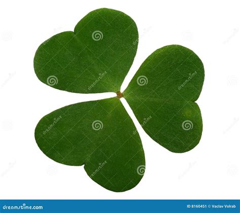 Trefoil closeup isolated stock image. Image of garden - 8160451