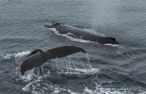 Antarctic Animals Whales