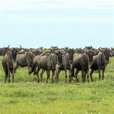 Wildebeest spotted in the central Serengeti | Discover Africa