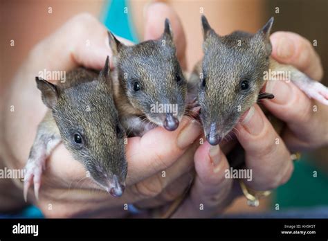 Bandicoot joey hi-res stock photography and images - Alamy