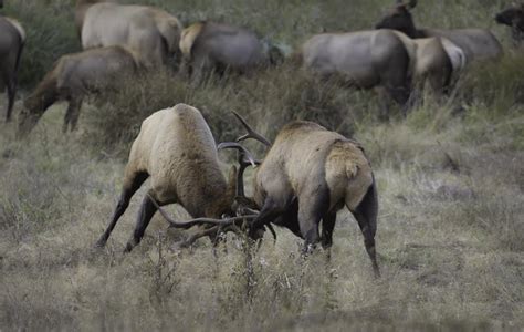 Bull Elk Battle for Dominance Near Orick (And You Learn More About ...