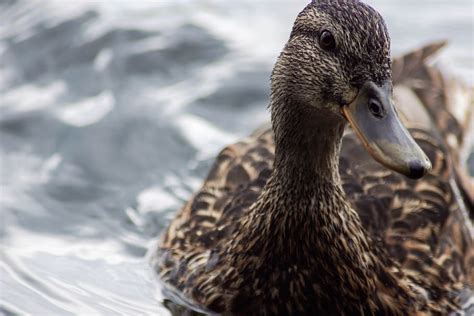 HD wallpaper: duck, plumage, feather, female, waterfowl, water bird ...