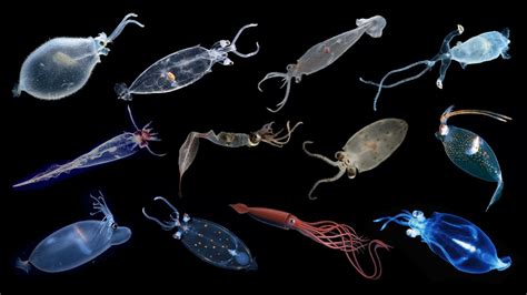 Species Of Glass Squids | Cranchiidae Family #glasssquid #squids - YouTube