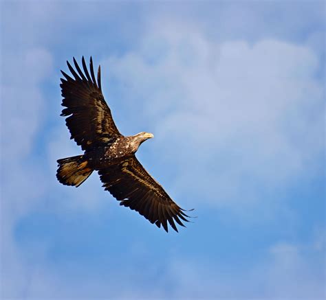 Young Bald Eagle Flying Photograph by Lena Photo Art - Pixels