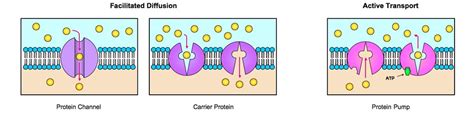 Active Transport Diagram