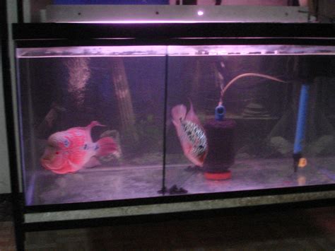 Flowerhorn Fish Craze: Master's Secrets To Breeding Flowerhorn