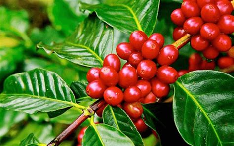 Cafe Robusta Là Gì? Hương Vị Như Thế Nào?