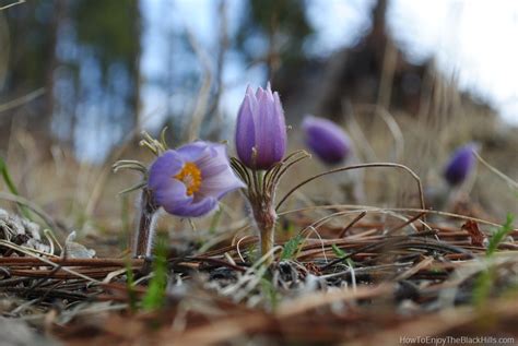 Flower Hunting – Where to find the South Dakota State Flower