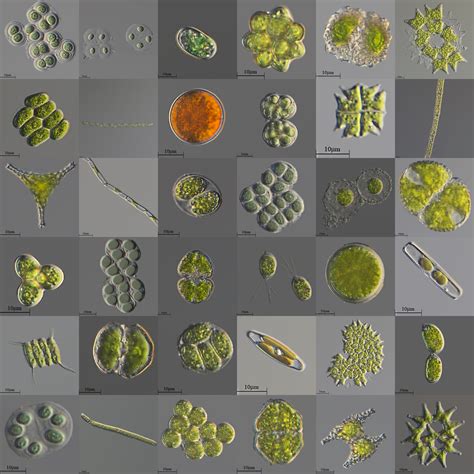 Green Algae - Rs' Science