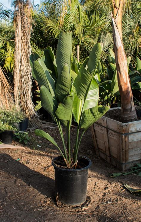 Giant White Bird of Paradise (Strelitzia Nicolai) – J.J. Growers Nursery