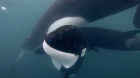 Orca Rescue: The Unwavering Mission to Protect the Majestic Orca | Dr. Ingrid Visser