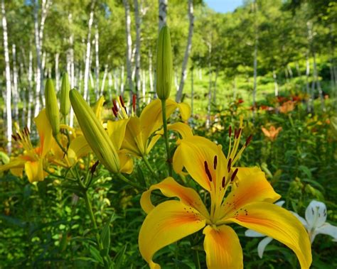 Yellow Lilies 1280 x 1024 Wallpaper