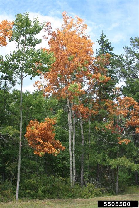 bronze leaf disease (Apioplagiostoma populi)