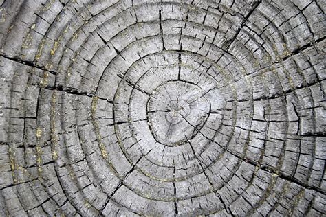 Free picture: tree rings, weathered stump, texture, wood