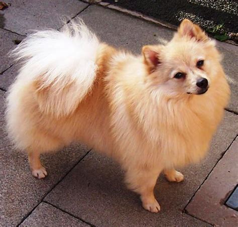 About Dog German Spitz: Training Your German Spitz to Listen to You