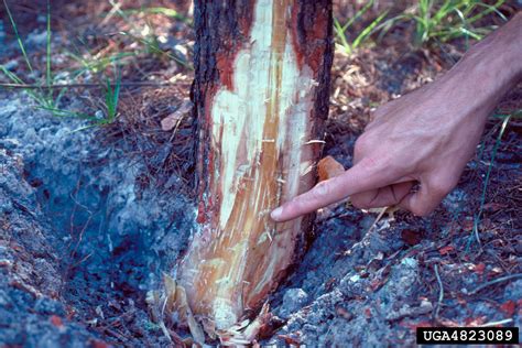 Phytophthora root rot (Phytophthora cinnamomi)