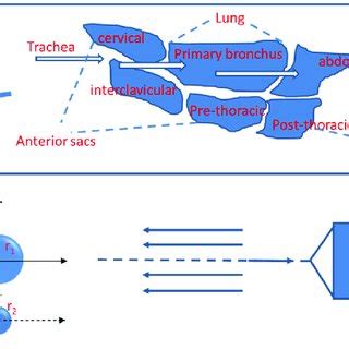 The avian respiratory system with a lateral view of one lung and the ...