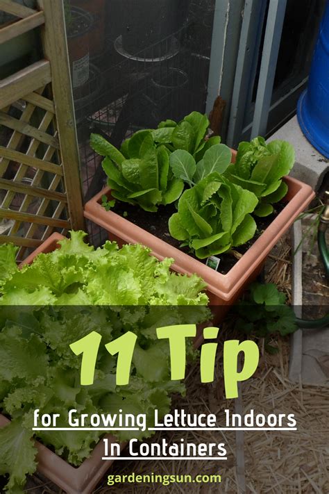 11 Tips for Growing Lettuce Indoors In Containers in 2020 | Growing ...