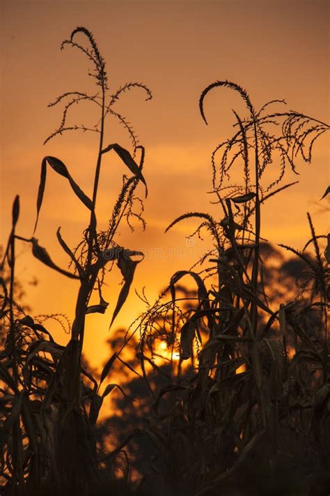 Corn on field at sunset stock image. Image of vegetable - 109494985