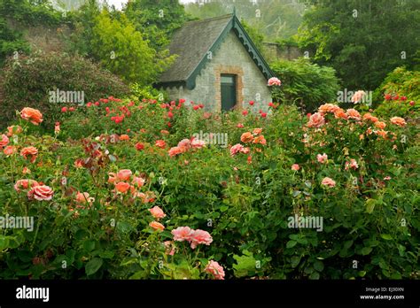 Cottage Rose Gardens Cottage gardens to love - Oxilo