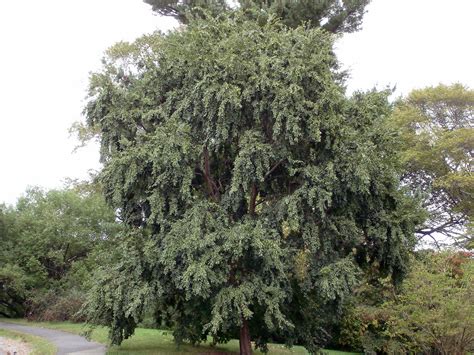 Ulmus parvifolia - Trees and Shrubs Online