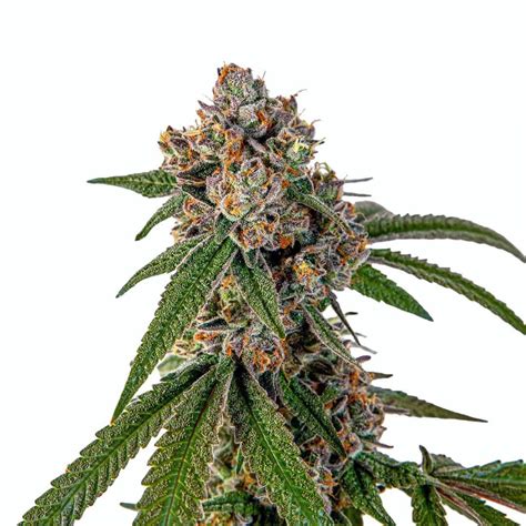 Runtz Seeds For Sale | Marijuana Strain | Seed Bank