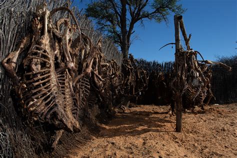 Who buys lion bones? Inside South Africa’s skeleton trade