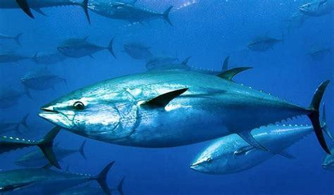 Atlantic Bluefin Tuna – Thunnus thynnus | Facts About Animals