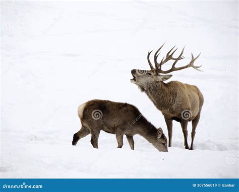 Deer in the Snow Winter Panorama Landscape Stock Image - Image of ...