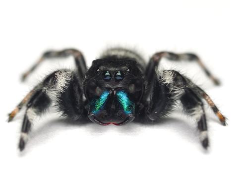 Bold Jumping Spider (Phidippus audax) | Phidippus audax, my … | Flickr