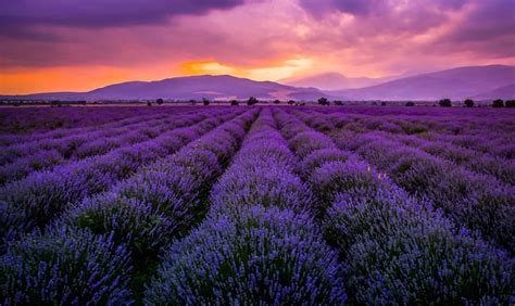 Edward Gustavson on Twitter | Lavender fields, World photography day ...