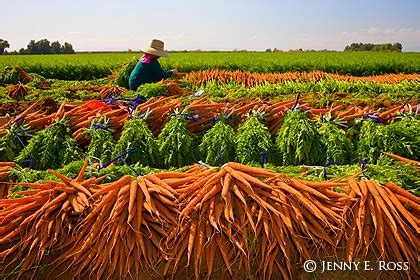 Carrot Harvest