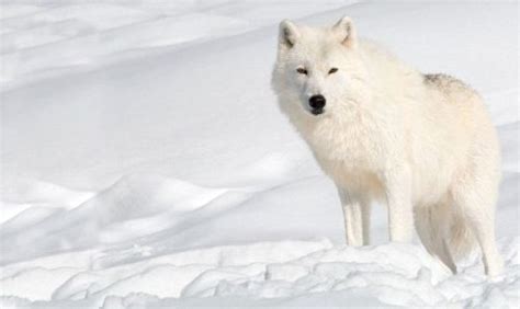 10 Facts about Arctic Wolves | Fact File