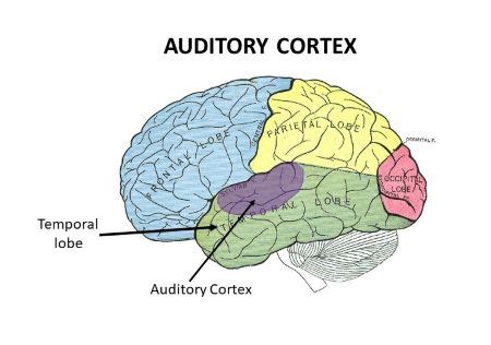 What is the auditory area? | Homework.Study.com