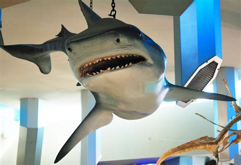 Hanging Shark Model Free Stock Photo - Public Domain Pictures