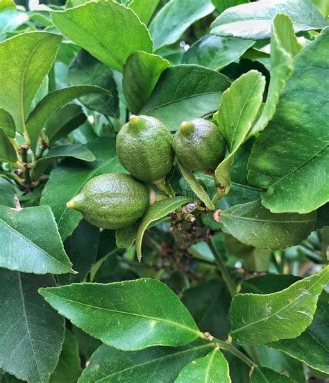 Baby Green Lemons on Lemon Tree Stock Photo - Image of lemon, close ...