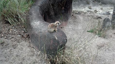 Meerkat @ Riverbanks Zoo, Columbia, SC Riverbank Zoo, Columbia Sc ...