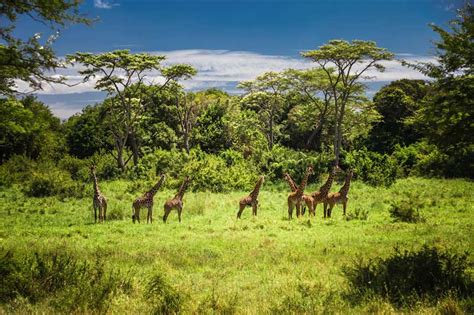 Tanzania National Parks – Combine the Best Experiences - Climb Kilimanjaro Guide