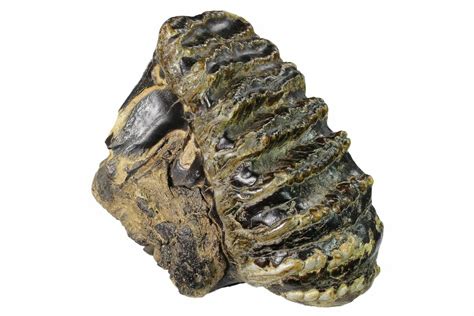 Stegodon Fossils For Sale - FossilEra.com