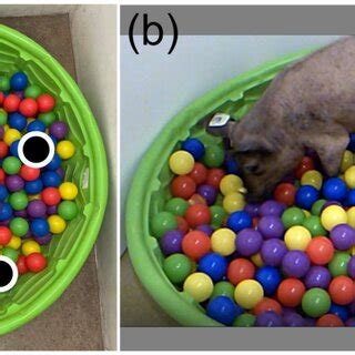 The baited ball pit—a novel spatial test to assess cognition and memory... | Download Scientific ...